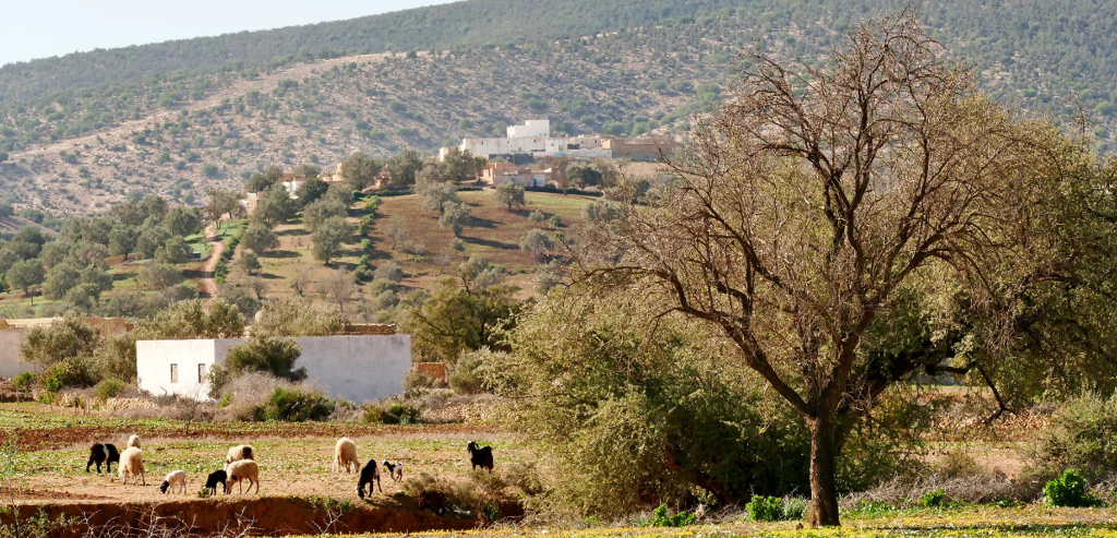 Circuit marocain : Marrakech, Essaouira et Agafay