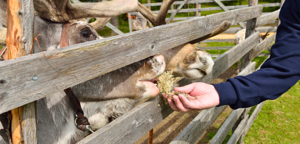 Détente et ressourcement en Laponie