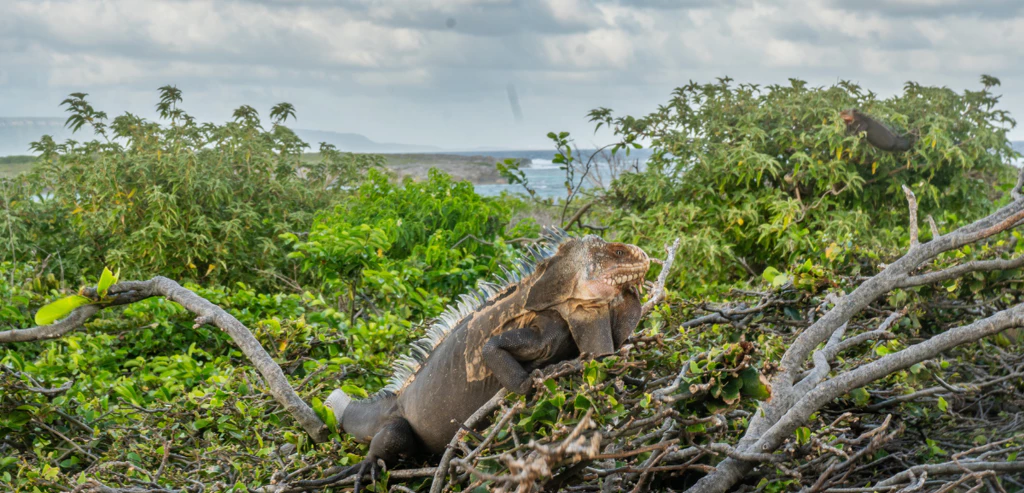 Croisière farniente en Guadeloupe